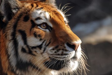 Naklejka premium Majestic Tiger's Portrait: Close-Up of Wildcat's Face, Showing Fur, Stripes, and Eyes in Sunlight