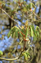 Horse Chestnut flower starting to bloom in Spring, Derbyshire England
