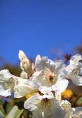 Sunlit white Pontic Rhododendron blooms against a blue sky, Derbyshire England
