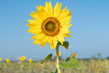 Bright yellow sunflower in a field meadow with insect clear blue sky