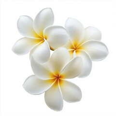 Naklejka premium frangipani plumeria white flowers on white background