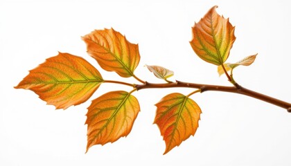 Fototapeta premium Autumn leaves falling from branch nature scene close-up photography white background minimalist style