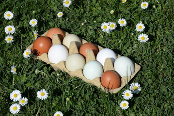 Eier