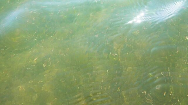 Small crustaceans Brine shrimp (Artemia salina) breed in the shallow waters of the hypersaline lake in large numbers. Lake Sivash as a rotten and dead sea