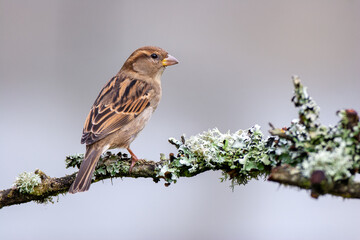 Close-up of a female House Sparrow on a branch with lichen.