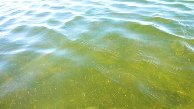 Small crustaceans Brine shrimp (Artemia salina) breed in the shallow waters of the hypersaline lake in large numbers. Lake Sivash as a rotten and dead sea