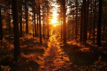 Obraz premium Golden Sunlight Path Through Woods