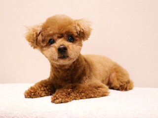 日本、伏せて待っているトイプードル