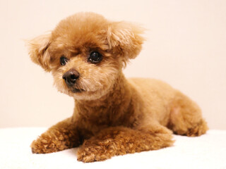 日本、伏せて待っているトイプードル