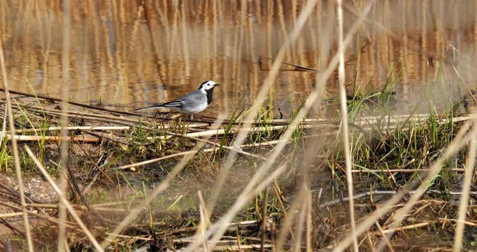 A wagtail bird gathers food on the bank of a water body