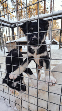 犬ぞり用の子犬