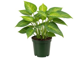 Fototapeta premium Potted plant with variegated leaves isolated on white background