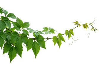 Vines with vibrant green leaves isolated on white background