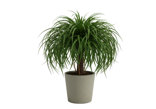 Decorative indoor plant in pot isolated on white background