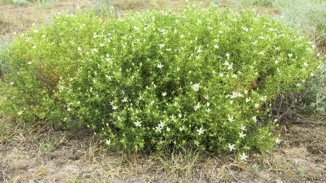 Syrian rue, Harmala (Peganum harmala) with flowers in flourishing form on disturbed lands (cattle breeding), pasture weed in coastal dunes, Sea of Azov. Noxious plant, energizer, shaman emetic root