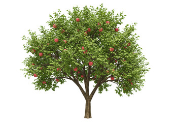 Lush apple tree isolated on white background