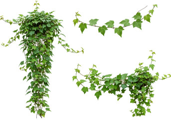 Climbing plant clusters, green foliage isolated on white background
