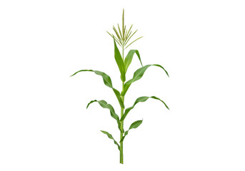 Corn plant illustration isolated on white background