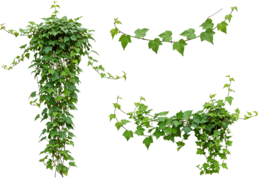 Climbing plant clusters, green foliage isolated on white background