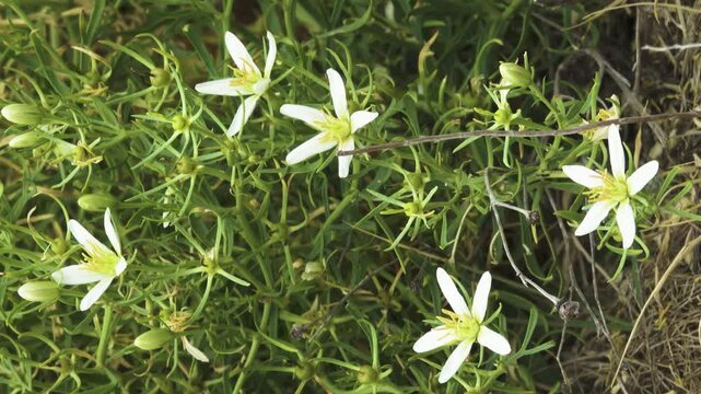 i c e plant Lavender Ice Hardy Ice Plant, Delosperma Lavender Ice