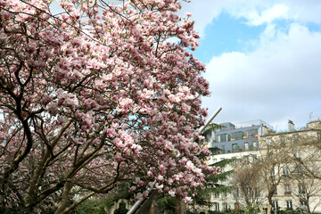 Arbre Magnolia en fleurs dans une ville