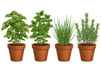 Obraz premium Four potted herbs isolated on white background