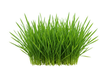 Lush green grass tuft isolated on white background
