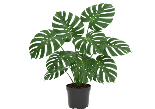 A Monstera plant in a pot, its distinctive split leaves and vibrant green color, isolated on a white background