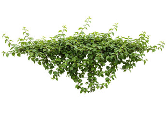 Obraz premium Lush foliage cluster isolated on white background
