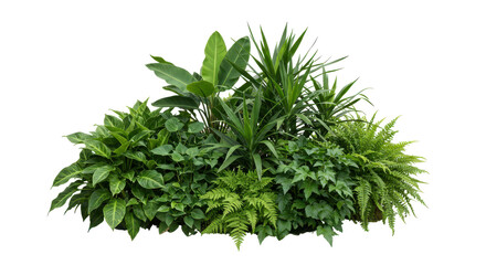 Fototapeta premium Lush Tropical Plant Cluster isolated on white background
