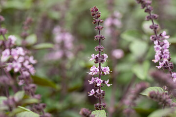 アフリカンブルーバジルの花