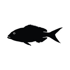 fish isolated on white