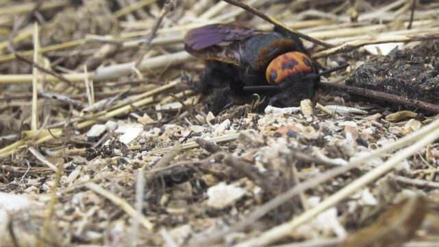 Mammoth wasp (Megascolia maculata, male, largest Hymenoptera) digs through the manure to find the larva of the May beetle and lay an egg on it. Insects are parasites. The dunes of the Sea of Azov