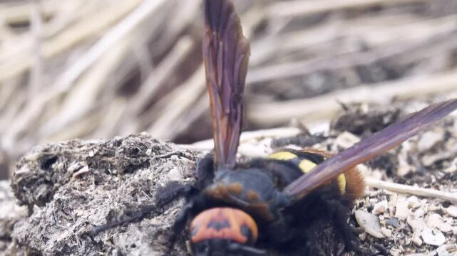 Mammoth wasp (Megascolia maculata, male, largest Hymenoptera) digs through the manure to find the larva of the May beetle and lay an egg on it. Insects are parasites. The dunes of the Sea of Azov
