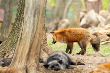 宮城蔵王キツネ村のキツネ