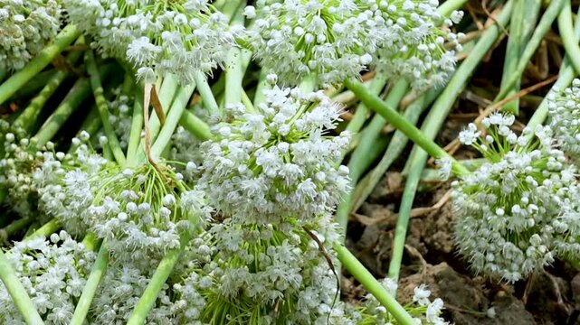 Onion flowers are blooming in the field. Closeup. 