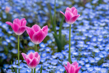 チューリップ