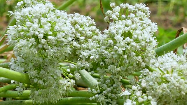 Onion flowers are blooming in the field. Closeup. 