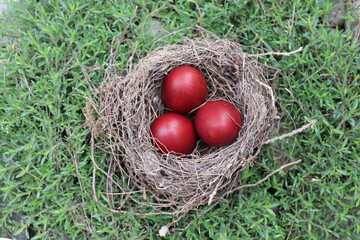 Vogelnest mit Eiern.