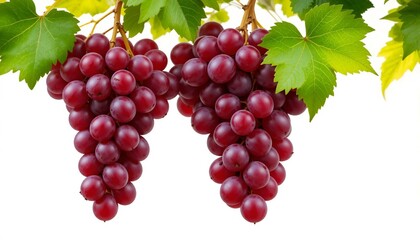 Fototapeta premium bunch of red grapes