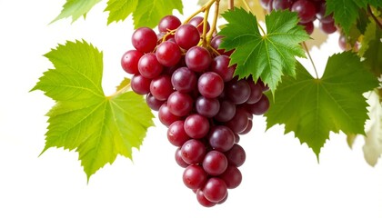 bunch of red grapes
