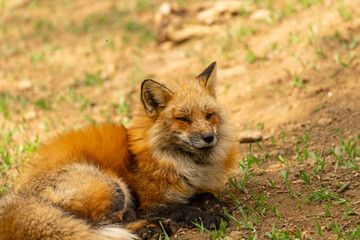 宮城蔵王キツネ村の黄色のキツネ