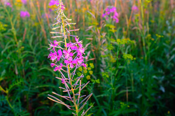 Fireweed Wildflower in Full Bloom – Vibrant Pink-Purple Flowers in a Meadow Bathed in Golden Sunset Light for publication, poster, calendar, post, wallpaper, cover, website. High quality photography