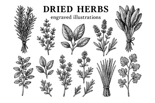 Elegant illustrations of dried herbs showcasing their unique forms and textures in an artistic display of nature's bounty and craftsmanship