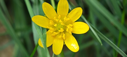 yellow daffodil flower