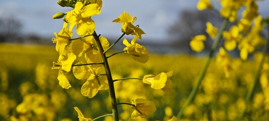 field of yellow flowers
