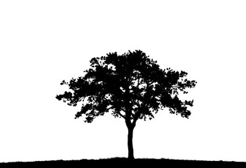Simple black tree silhouette on white background, contrast,  dark