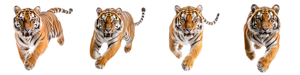 Naklejka premium Fierce tiger stalking and prowling in the jungle