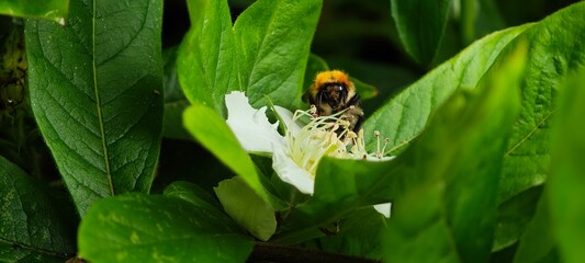 bee on a flower
