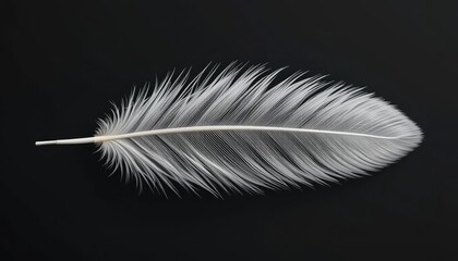 Obraz premium Feather detail capture studio photography black background close-up nature's intricate design